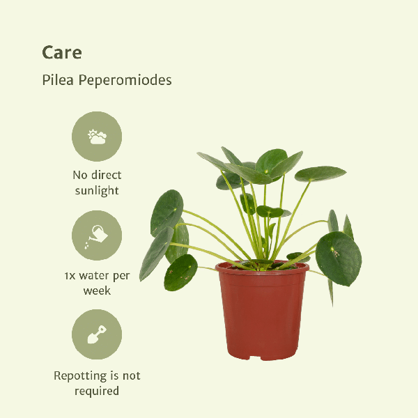 Image of Chinesischer Geldbaum Pilea Peperomioides Zimmerpflanze Ø12cm ↕20cm – pflegeleichte Grünpflanze für Wohnzimmer, Büro & helle Standorte kaufen-4