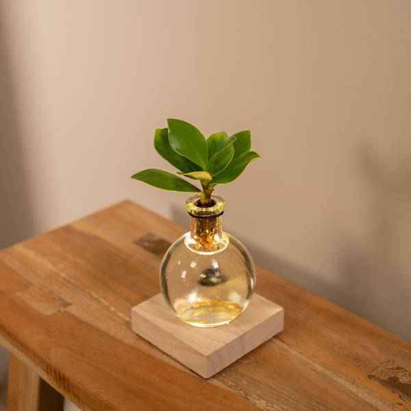 Image of Clusia Hydroponie – Pflanze im Samoa Glas mit LED – Beleuchtung Zimmerpflanze Ø4cm – pflegeleichte Grünpflanze für Wohnzimmer, Büro & helle Standorte-1