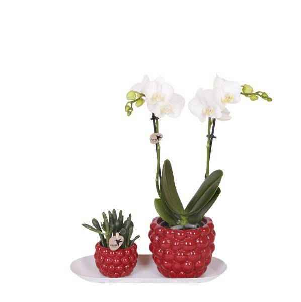 Image of Set aus weißer Orchidee & Rhipsalis auf Bambustablett Zimmerpflanze – pflegeleichte Sukkulente für Wohnzimmer, Büro & helle Standorte kaufen-0