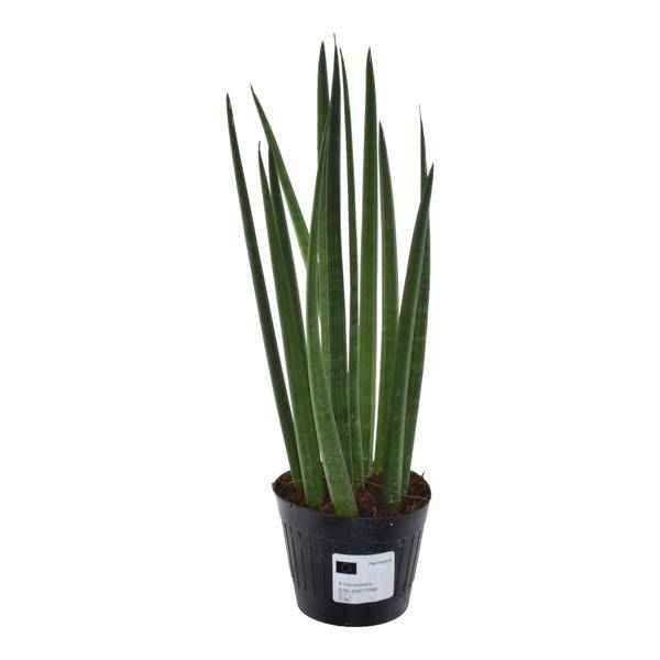 Image of Sansevieria cylindrica Bacularis Mikado – Bogenhanf – pflegeleichte Zimmerpflanze – luftreinigend – ↕38cm – Ø10,5cm-0