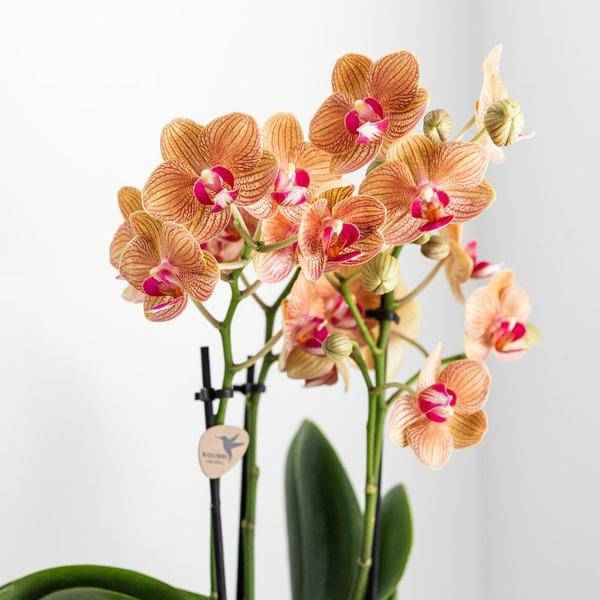 Image of Phalaenopsis Orchidee Weiß – Jamaica – Mit Lush Topf Gold – Weiß – Ø9cm – Höhe ca. 40cm – Blühende Zimmerpflanze mit 2-3 Zweigen