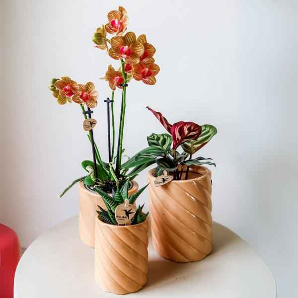Image of Candy Blumentopf Hoch Pfirsich Ø9cm – Keramiktopf in Form – Pflanzentopf für Orchideen, Grünpflanzen & Sukkulenten-1