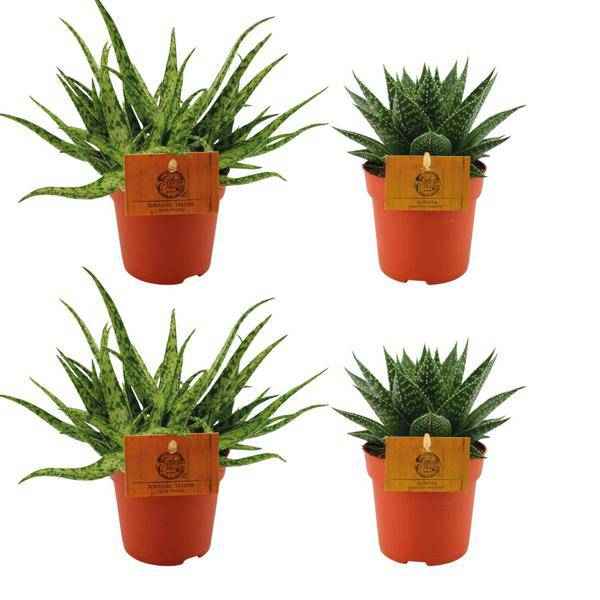 Image of Aloe Spider + Gasteria Hybrid Aurora – 4 Sukkulenten Ø10.5cm ↕10cm – pflegeleichte Zimmerpflanzen für Zuhause, Büro & Fensterbank-0