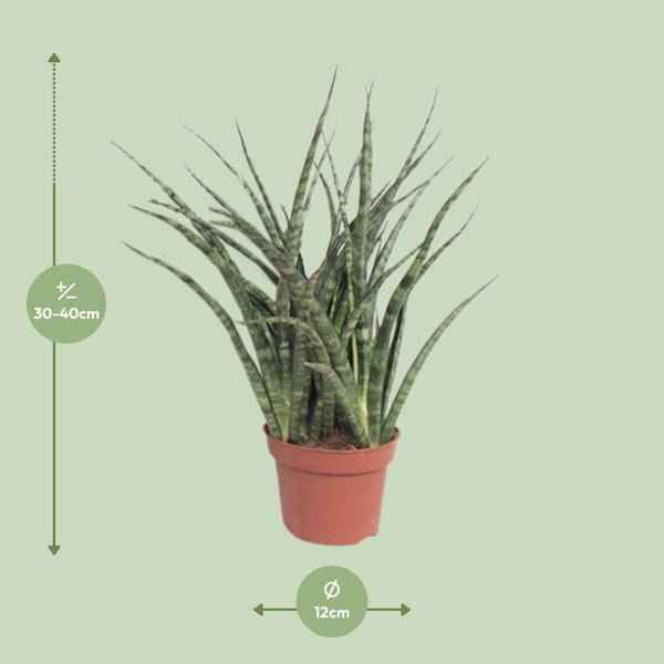 Image of Bogenhanf – Sansevieria Fernwood Punk – Zimmerpflanze – Ø12cm – ↕35cm – immergrüne Sukkulente-1