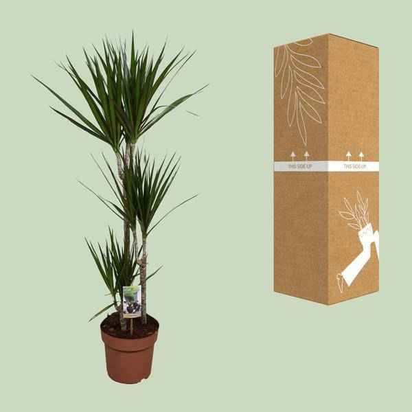 Image of Drachenbaum – Dracaena marginata – Zimmerpflanze – Ø21cm – ↕120cm – pflegeleichte dekorative Grünpflanze für Innenräume-2