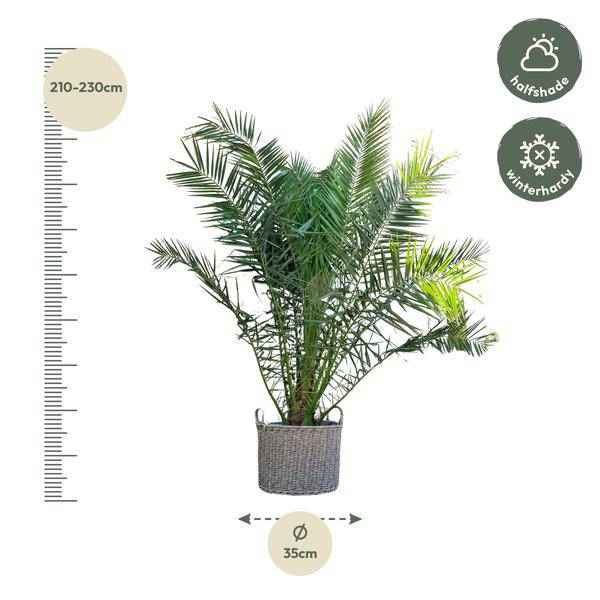 Image of Phönix Canariensis Zimmerpflanze Ø50cm ↕300cm – tropische Grünpflanze für Wohnzimmer, Büro & helle Standorte kaufen-1