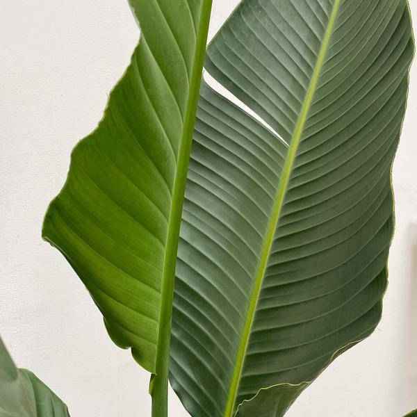 Image of Baum – Strelitzie – Strelitzia Augusta mehrstämmig XXL – 250cm – Ø50cm – Weißer Paradiesvogel