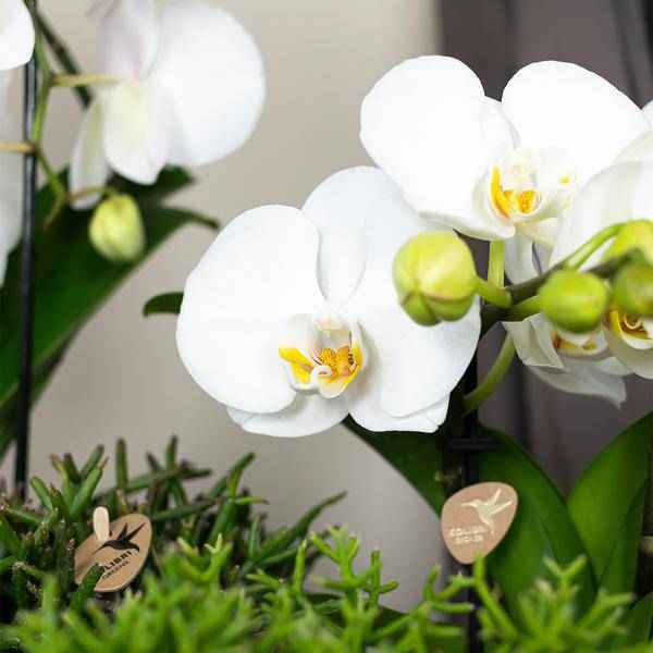 Image of Phalaenopsis Orchidee Weiß Niagara Fall Zimmerpflanze Ø12cm ↕60cm – blühende Orchidee für Wohnzimmer, Büro & helle Standorte kaufen