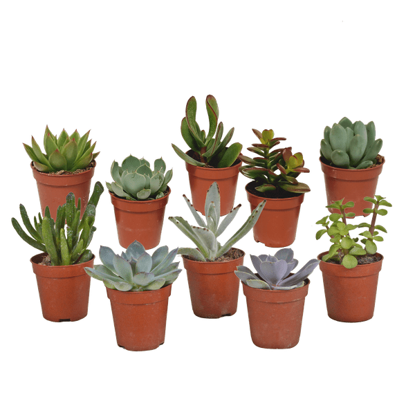 Image of Sukkulenten Mix – 5 Pflanzen – Ø5,5cm – Bunte Zimmerpflanzen Mischung – Pflegeleichte & dekorative Mini Sukkulenten direkt vom Züchter-5