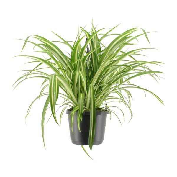 Image of Grünlilie Chlorophytum comosum Variegatum Zimmerpflanze Ø17cm ↕30cm – pflegeleichte Grünpflanze für Wohnzimmer, Büro & helle Standorte kaufen-0