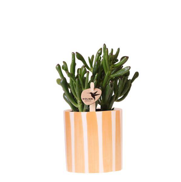 Image of Crassula Hobbit Sukkulente – inkl. Painted Stripe Ziertopf Orange Ø9cm – Zimmerpflanze pflegeleicht im Keramiktopf-0