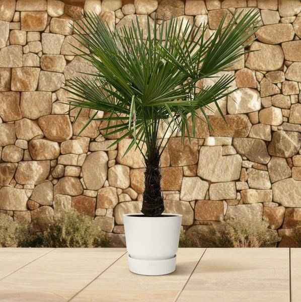 Image of Hanfpalme – Trachycarpus 180cm – Ø30cm – Immergrüne Palme mit fächerförmigen Blättern – Pflegeleicht