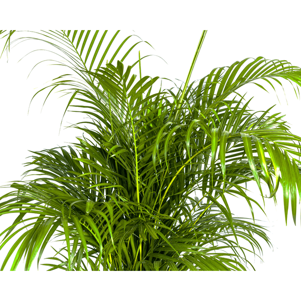 Image of Dypsis Areca lutescens – Goldfruchtpalme – Zimmerpflanze – Ø27 cm – Höhe 150-170 cm – Tropische, federartige Blätter – Ideal für Wohnräume & Büro