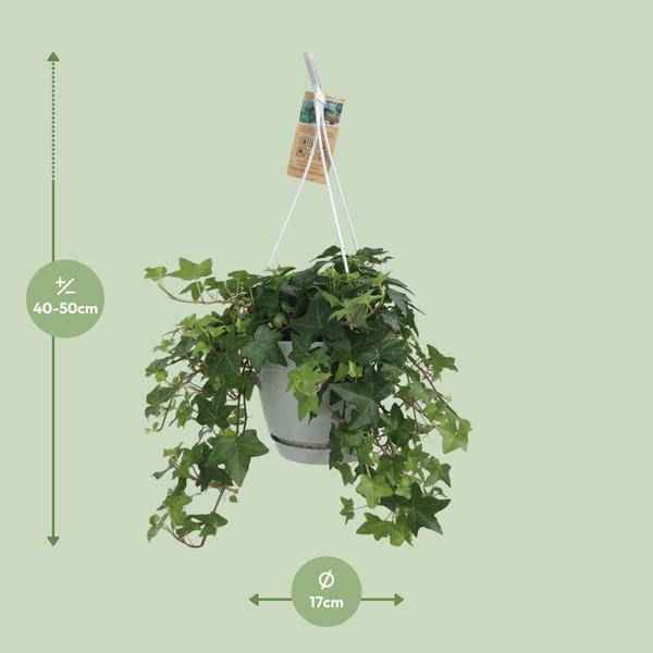 Image of Hedera Helix Grün – Gemeiner Efeu – Zimmerpflanze im Hängetopf – Ø17cm – immergrüne Hänge – und Kletterpflanze für Innen – & Außenbereich