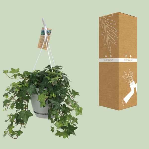 Image of Hedera Helix Grün – Gemeiner Efeu – Zimmerpflanze im Hängetopf – Ø17cm – immergrüne Hänge – und Kletterpflanze für Innen – & Außenbereich