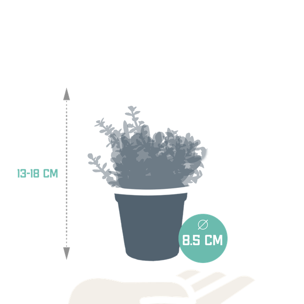 Image of Dickblatt Crassula Mix – 3 Zimmerpflanzen – Ø8,5cm – Sukkulenten Mischung in verschiedenen Formen & Farben – pflegeleicht & dekorativ-3