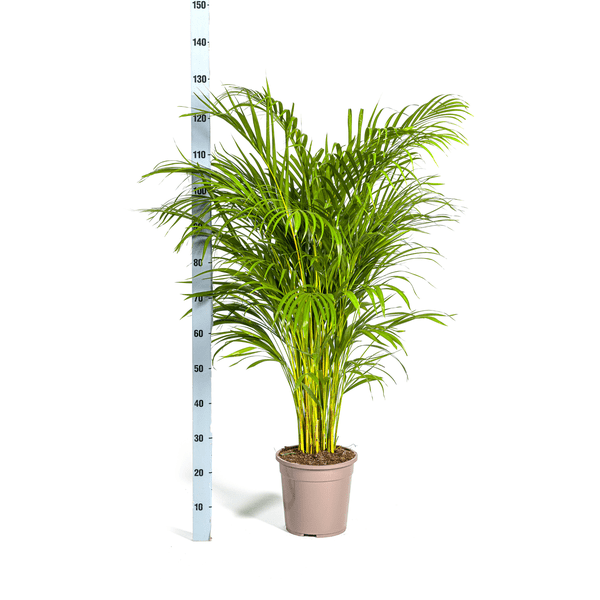 Image of Dypsis Areca Lutescens – Goldfruchtpalme – Zimmerpflanze Ø24cm ↕120-140cm – Tropisch & dekorativ – Federartige Blätter – Pflegeleicht