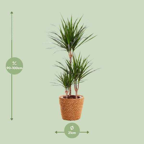 Image of Drachenbaum – Dracaena Marginata – Zimmerpflanze – Ø21cm – ↕95cm Höhe – Pflegeleichte exotische Grünpflanze für Zuhause & Büro-1