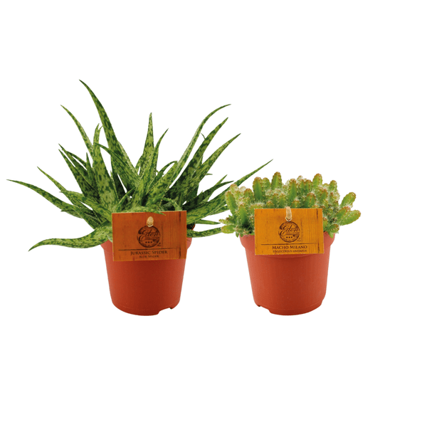 Image of Aloe Spider & Hylocereus Undatus Pflanzenset – 2 Pflanzen – Ø10.5cm – Höhe ca. 15cm – Pflegeleichte Zimmerpflanzen im Topf – Exotisches Duo aus Aloe & Drachenfruchtkaktus – Ideal für Fensterbank & helle Wohnräume-0