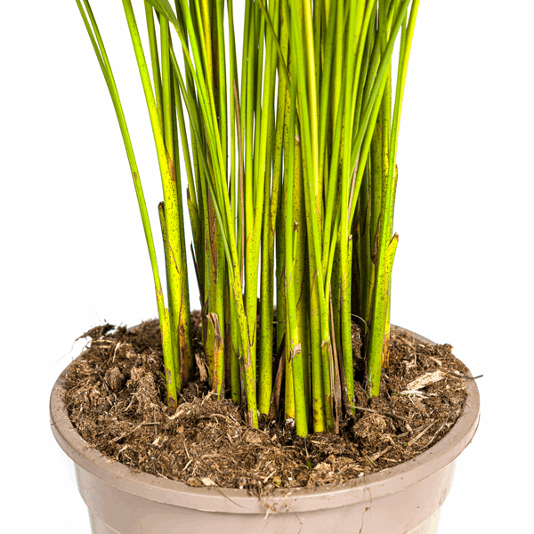 Image of Dypsis Areca Lutescens – Goldpalme Ø21cm – Höhe 100-120cm – Luftreinigende Zimmerpflanze mit federartigen Blättern – Tropische Areca-4