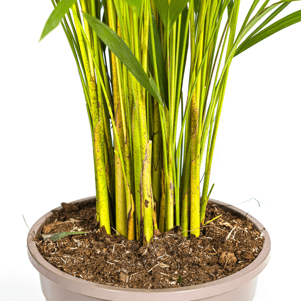 Image of Dypsis Areca Lutescens – Goldfruchtpalme – Zimmerpflanze Ø24cm ↕120-140cm – Tropisch & dekorativ – Federartige Blätter – Pflegeleicht