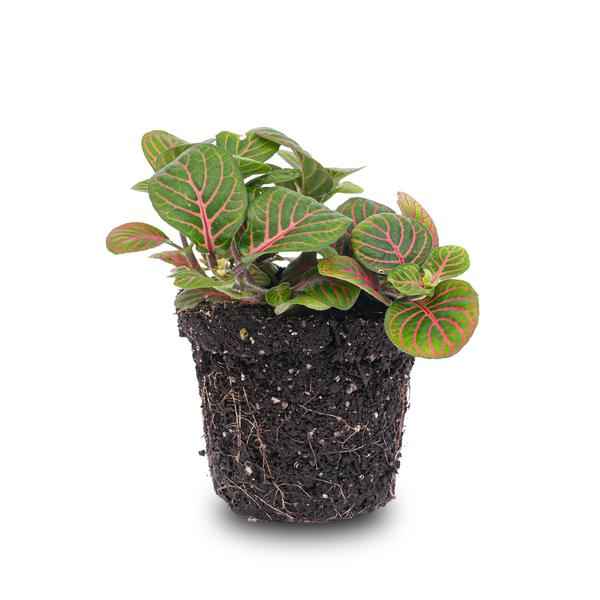 Image of Fittonia Bubble Red – Mosaikpflanze – Zimmerpflanze – Terrarienpflanze – Ø8,5cm – Tropische Pflanze mit roten & grünen Blättern