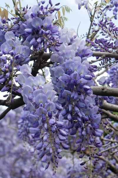 Image of Chinesischer Blauregen – Wisteria sinensis ‘Prolific’ – Glyzinie – Ø15cm – ca. 65cm hoch – lila Blütentrauben