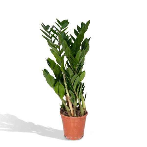 Image of Glücksfeder Zamioculcas Zamiifolia Zimmerpflanze Ø17cm ↕70cm – pflegeleichte Grünpflanze für Wohnzimmer, Büro & helle Standorte kaufen