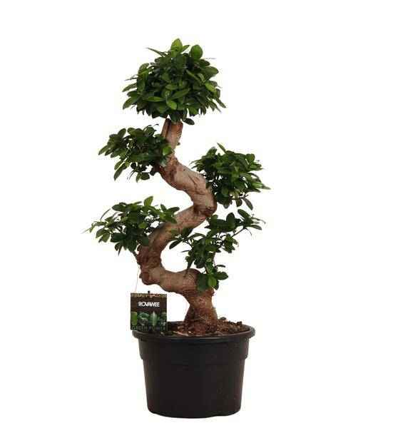 Image of Chinesische Feige – Ficus Microcarpa Ginseng – Zimmerbonsai ca. 80cm hoch – Ø27cm – Bonsai – Baum für Wohnzimmer, Büro & Wintergarten-0