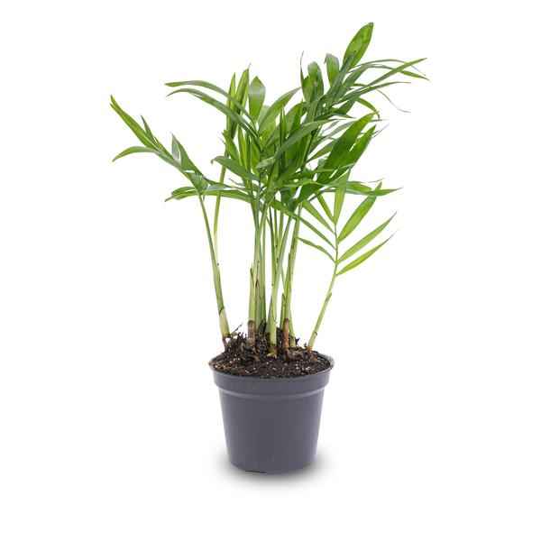 Image of Salonpalme – Chamaedorea elegans 'baby' – Zimmerpflanze – Terrarienpflanze – Ø6cm – Pflegeleicht & luftreinigend – Helles Plätzchen ohne direkte Sonne-1