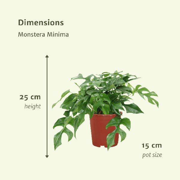Image of Fensterblatt – Monstera Minima – Zimmerpflanze – Ø15cm – ca. 30cm hoch – 2 Pflanzen – tropische Kletter – und Dekopflanze für Zuhause & Büro-3