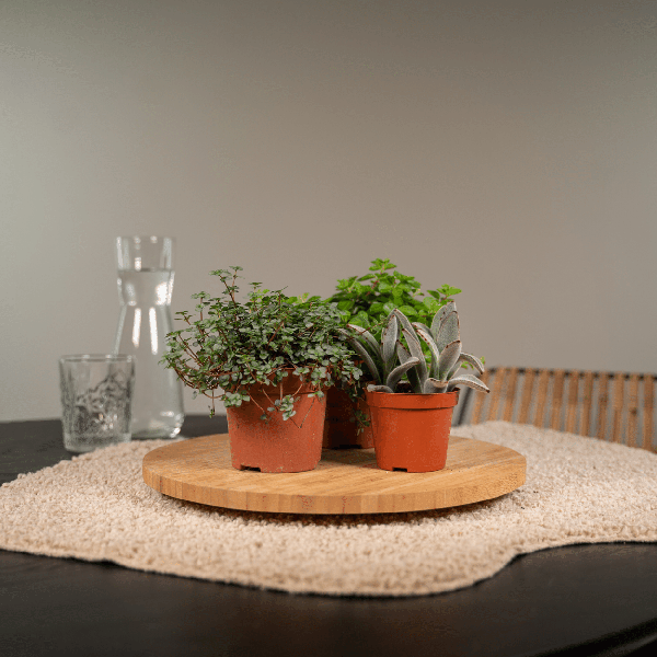 Image of Sukkulenten Mix 18 Pflanzen Ø8,5cm – pflegeleichtes Pflanzen Set für Urban Jungle, Fensterbank, Wohnzimmer & Büro