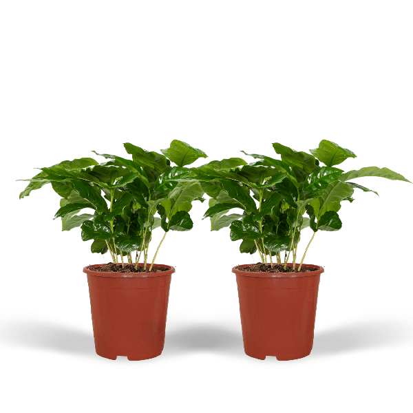 Image of Kaffeepflanze – Coffea Arabica – Zimmerpflanze – Ø12cm – ca. 25cm hoch – 2 Pflanzen – exotische Pflanze mit glänzenden Blättern-0
