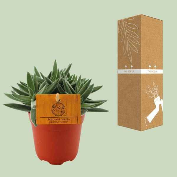 Image of Sukkulente Crassula Tenelli Zimmerpflanze Ø11cm ↕15cm – pflegeleichte Sukkulente für Wohnzimmer, Büro & helle Standorte kaufen-2