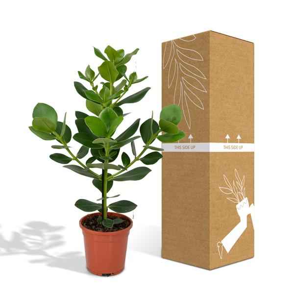 Image of Balsamapfel Clusia Rosea Princess Zimmerpflanze Ø17cm ↕60cm – pflegeleichte Grünpflanze für Wohnzimmer, Büro & helle Standorte kaufen-4