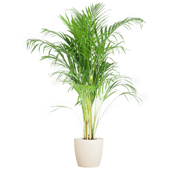 Image of Areca – Palme Dypsis Goldfruchtpalme – Zimmerpflanze ↕100cm Ø21cm – Mit Viber Topf Weiß – Luftreinigende Tropenpflanze für Wohnzimmer & Büro-0