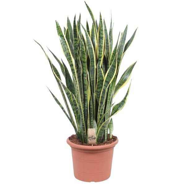 Image of Bogenhanf – Sansevieria Laurentii – Zimmerpflanze 100cm – Ø35cm – Pflegeleichte Grünpflanze mit gelbem Rand-0