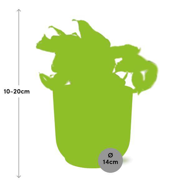 Image of Efeutute – Epipremnum Pinnatum Happy Leaf – pflegeleichte Zimmerpflanze – luftreinigend – Topf Vibes Fold 14cm Rosa – Kletter – und Hängepflanze-1
