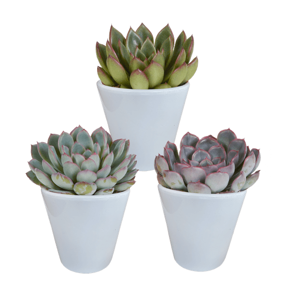 Image of Steinrose Echeveria Mischung Zimmerpflanze Ø8,5cm mit dekorativem Übertopf – pflegeleichte Sukkulente für Wohnzimmer, Büro & helle Standorte-0