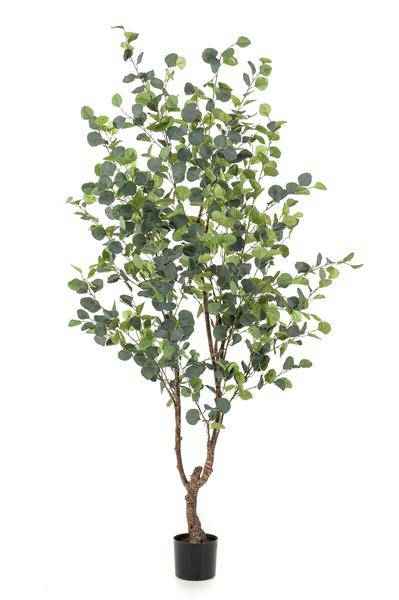 Image of Kunstpflanze Eukalyptusbaum Blauer Gummibaum ↕180cm – künstliche Grünpflanze für Wohnzimmer, Büro, Flur & pflegeleichte Deko-0