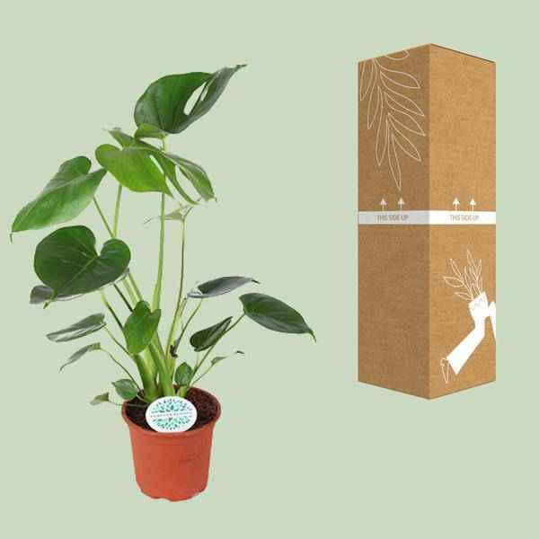 Image of Köstliches Fensterblatt Monstera Deliciosa Zimmerpflanze Ø14cm ↕45cm – pflegeleichte Grünpflanze für Wohnzimmer, Büro & helle Standorte kaufen-2