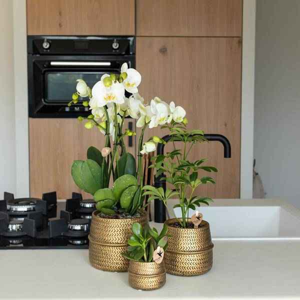 Image of Groove Blumentopf Gold – Keramik – Topf mit mattem Finish – Ø12cm – Robustes, strukturiertes Design – Eleganter Pflanztopf fürs Wohnzimmer