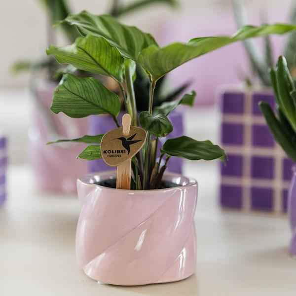 Image of Candy Dekotopf Rosa – Ø6cm – Runder Keramik Blumentopf – Mini Blumentopf für Orchideen & kleine Zimmerpflanzen – Dekoration für Zimmer & Büro