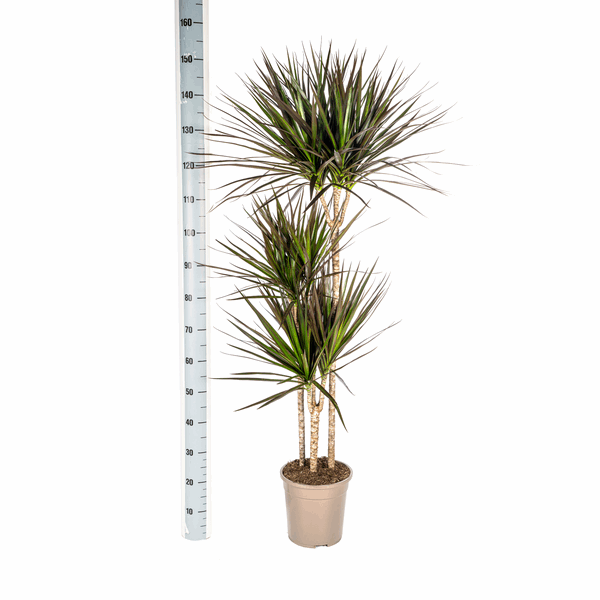 Image of Dracaena Marginata Magenta – Drachenbaum – Zimmerpflanze Ø24cm ↕130-150cm – Dunkelgrüne Blätter mit Rotrand – Pflegeleicht-3