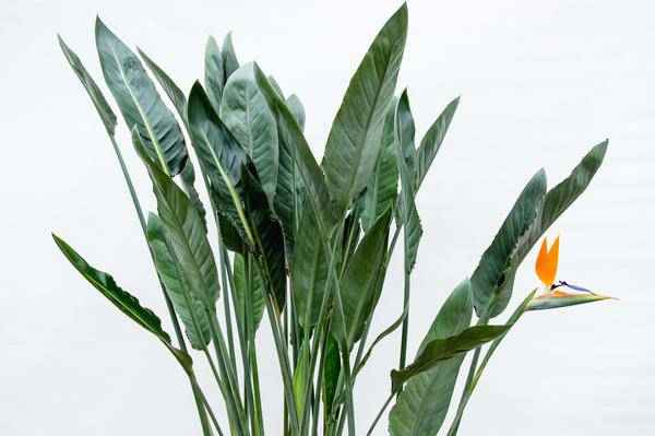 Image of Strelitzia Reginae – Paradiesvogelblume – Zimmerpflanze 160cm – Ø30cm – Exotische Pflanze mit orangefarbenen Blüten – Pflegeleicht
