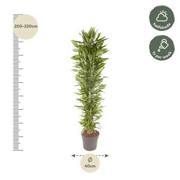 Image of Drachenbaum Zimmerpflanze Ø40cm ↕210cm – pflegeleichte Grünpflanze für Wohnzimmer, Büro & helle Standorte kaufen
