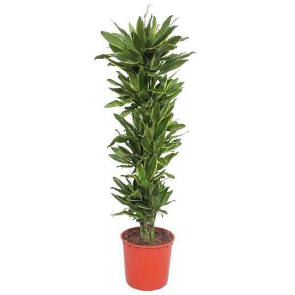 Image of Drachenbaum Dracaena Golden Coast – 200cm hoch – Ø34cm – Elegante Zimmerpflanze mit goldgrünem Blattwerk – Pflegeleicht & robust – für Zimmer & Büro