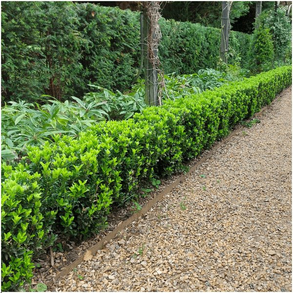 Image of Euonymus Green Spire – Japanischer Spindelstrauch – 24 Pflanzen – Ø7cm – ↕15cm – Immergrüne Heckenpflanzen – Buchsbaum Ersatz