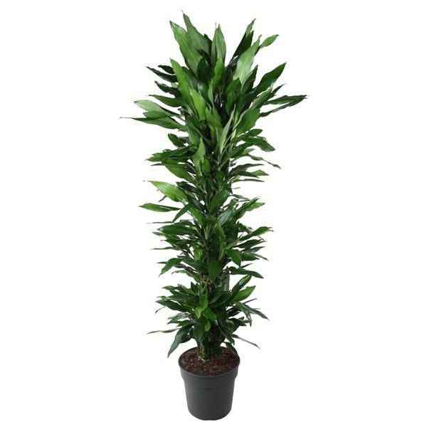 Image of Drachenbaum Zimmerpflanze Ø34cm ↕170cm – pflegeleichte Grünpflanze für Wohnzimmer, Büro & helle Standorte kaufen-0