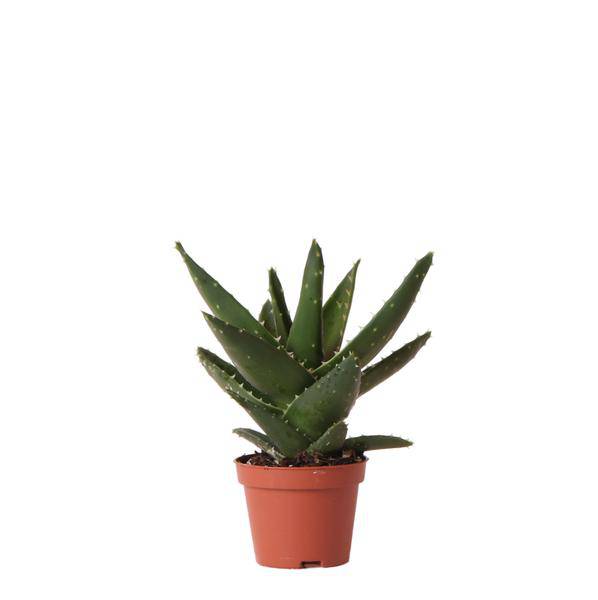 Image of Sukkulente Aloe Brevifolia Zimmerpflanze Ø6cm – pflegeleichte Sukkulente für Wohnzimmer, Büro & helle Standorte kaufen-0